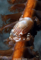 Tiny crab om Pennatula
Nikon D200, 105 micro, twin strob... by Marchione Giacomo 